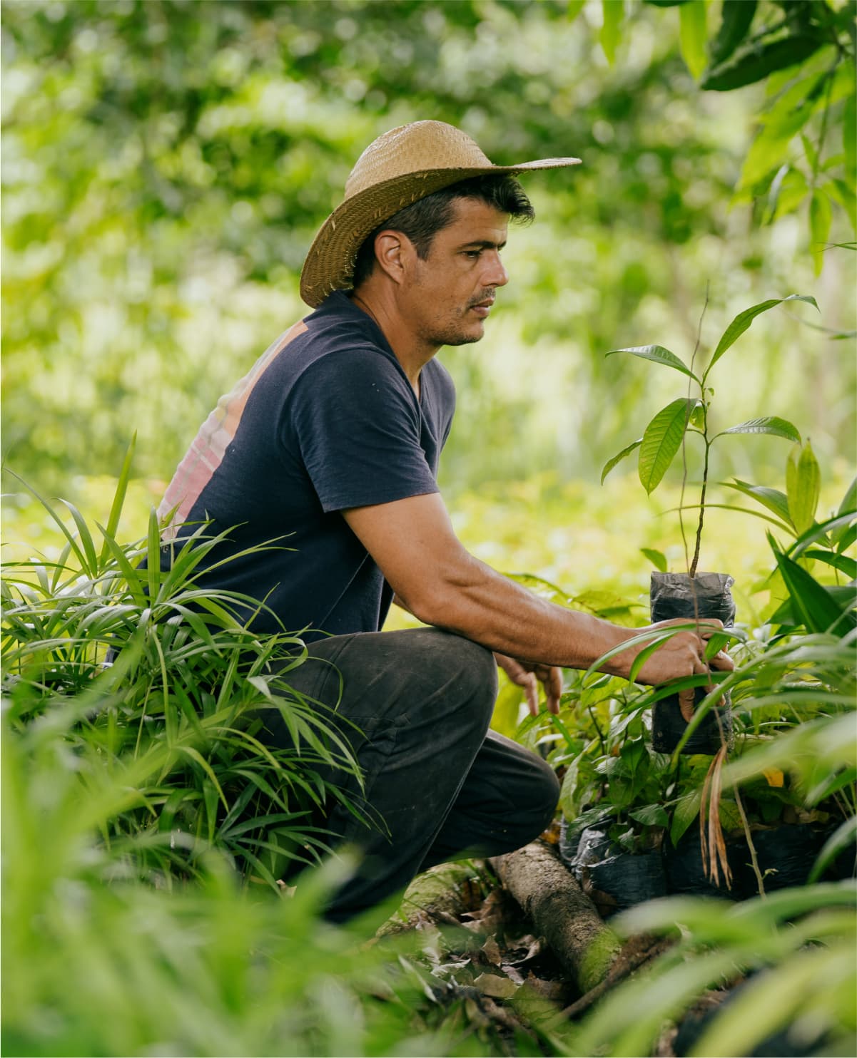 Agroforestry farmer at work