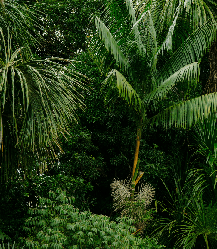 Roraima